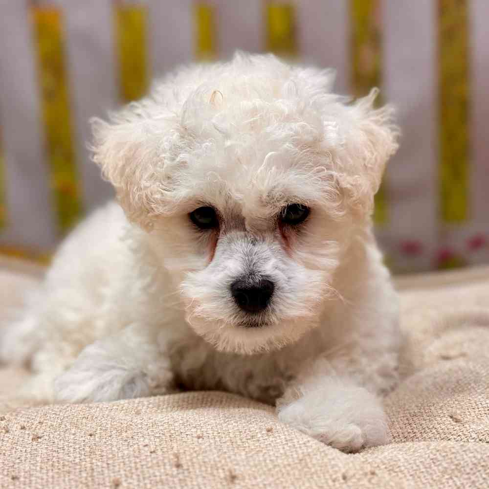 Male Bichon Frise puppy for sale at Shake A Paw Union.