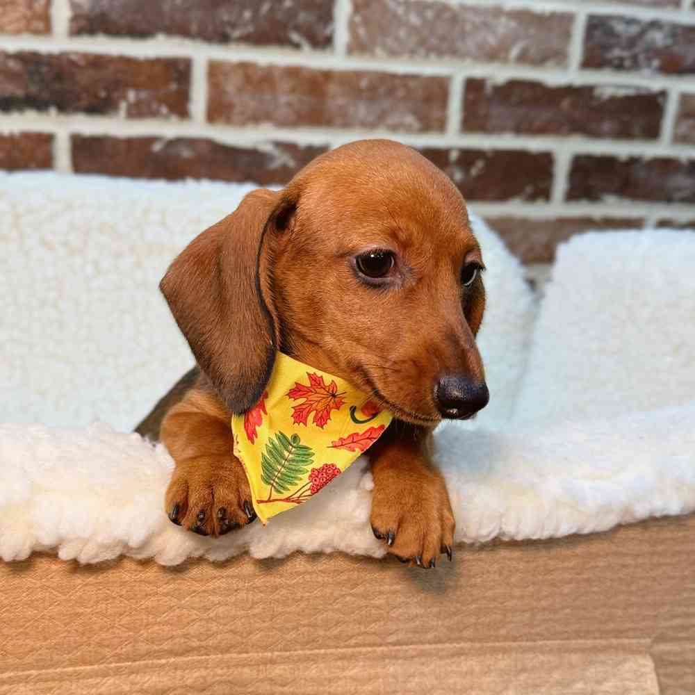 Female Dachshund puppy for sale at Shake A Paw Union.