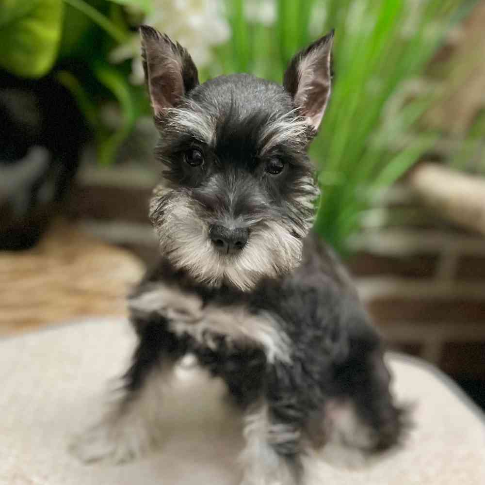 Female Mini Schnauzer puppy for sale at Shake A Paw Green Brook.