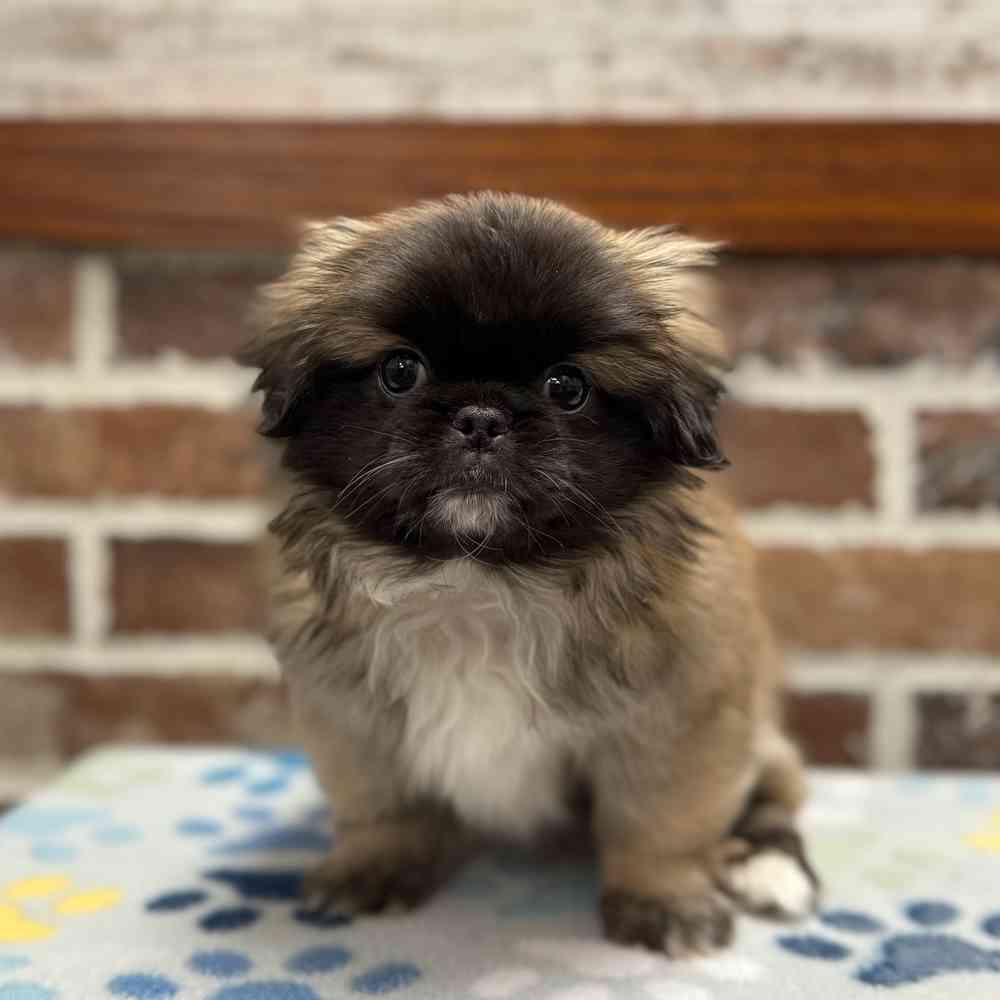 Female Pekingese puppy for sale at Shake A Paw Green Brook.