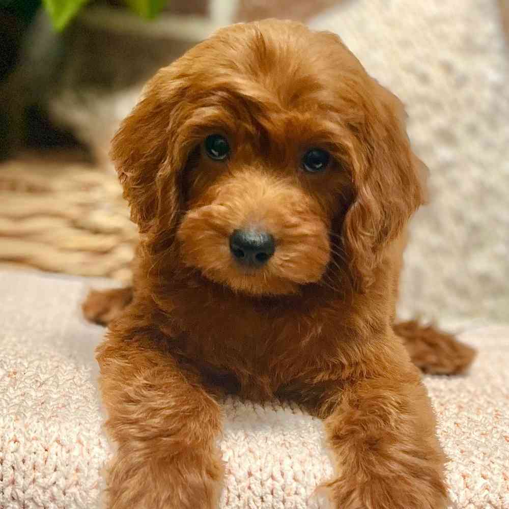 Male Mini Irishdoodle 2Nd Gen puppy for sale at Shake A Paw Green Brook.