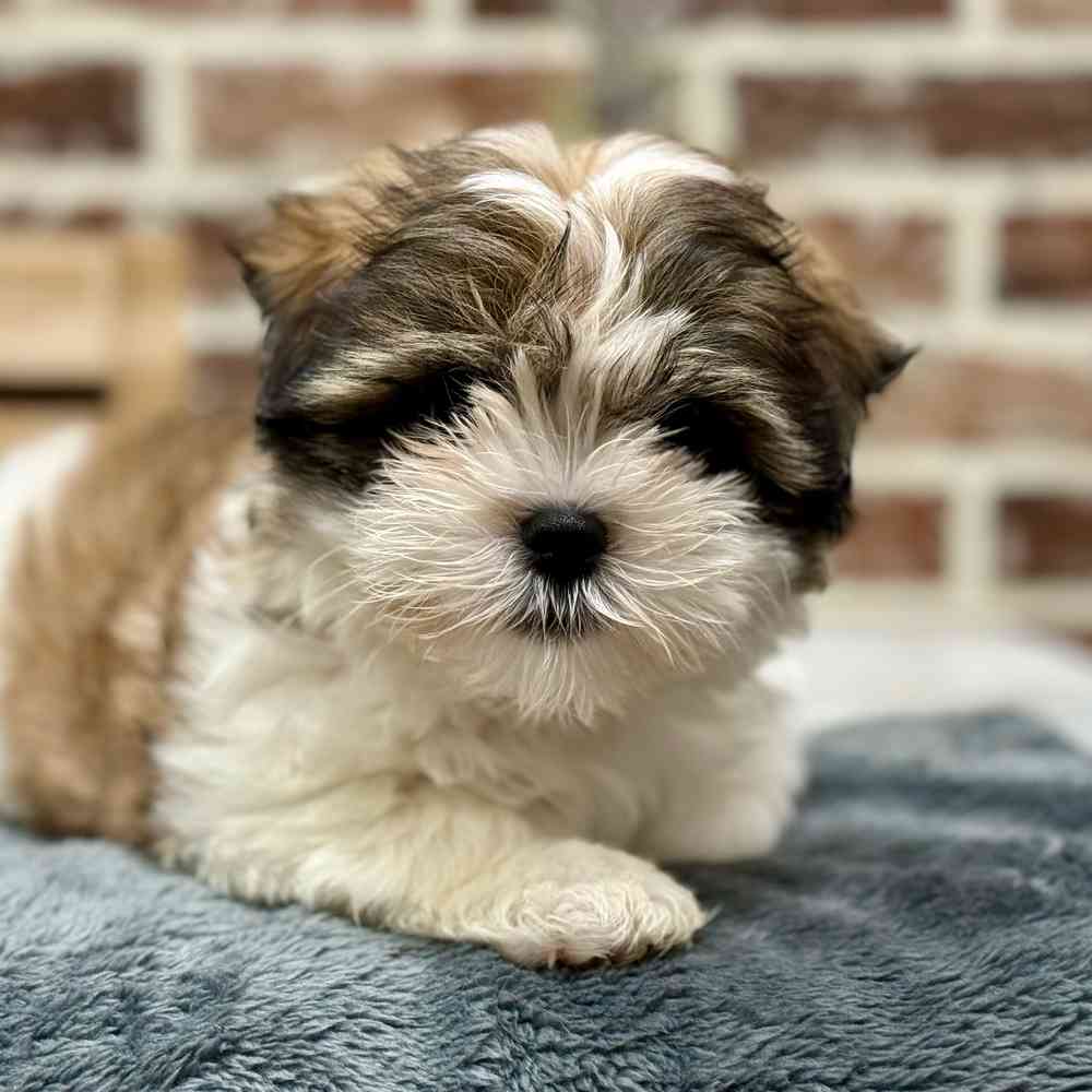 Male Maltese / Shih Tzu puppy for sale at Shake A Paw Union.