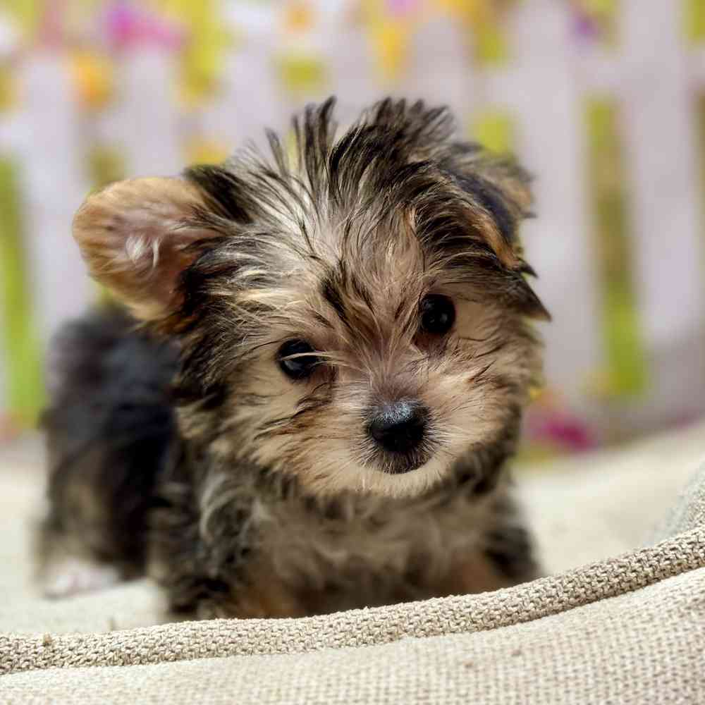 Female Maltese / Yorkie puppy for sale at Shake A Paw Union.