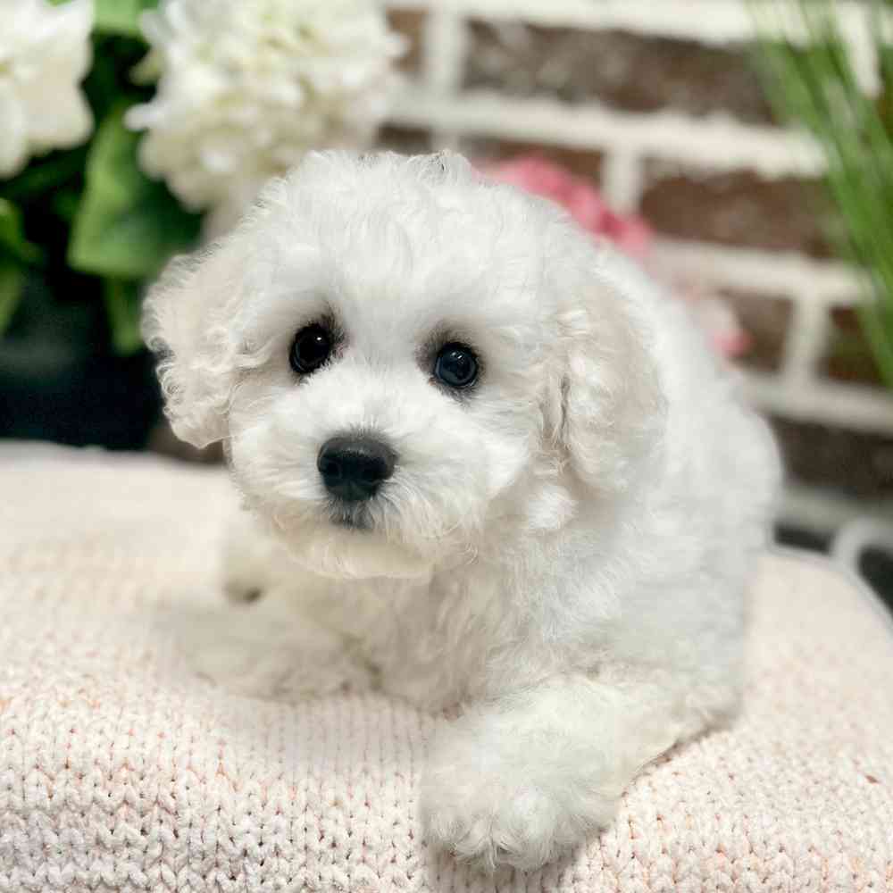 Male Bichon Frise puppy for sale at Shake A Paw Green Brook.