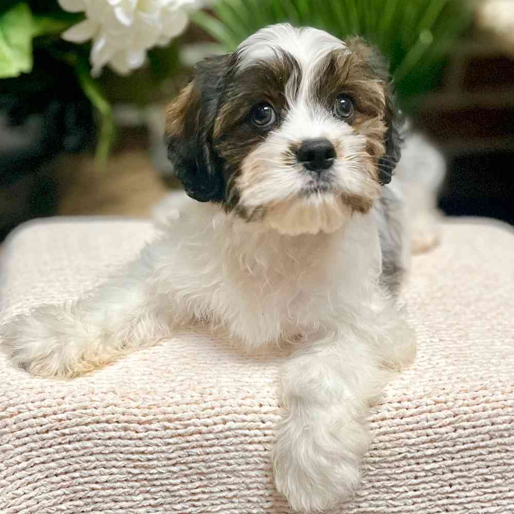 Male Cavalier / Shih Tzu puppy for sale at Shake A Paw Green Brook.