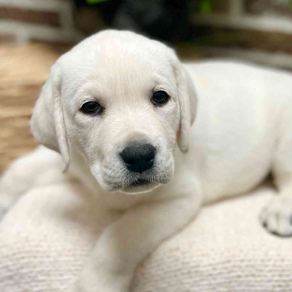 Female Labrador Retriever puppy for sale at Shake A Paw Green Brook.