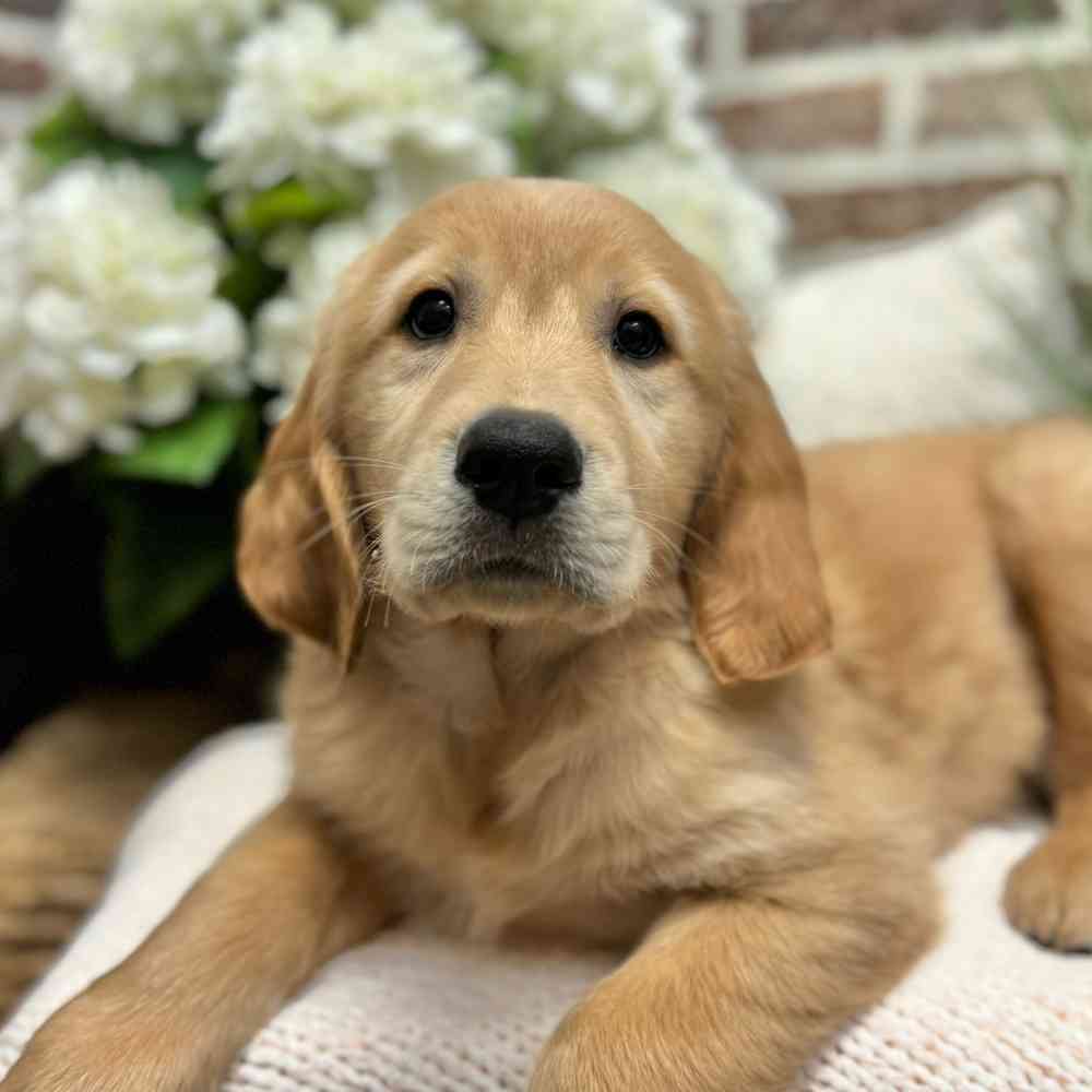 Male Golden Retriever puppy for sale at Shake A Paw Green Brook.