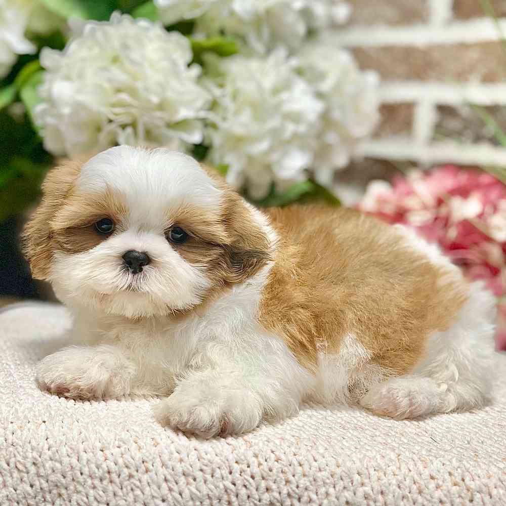 Male Shih Tzu puppy for sale at Shake A Paw Green Brook.
