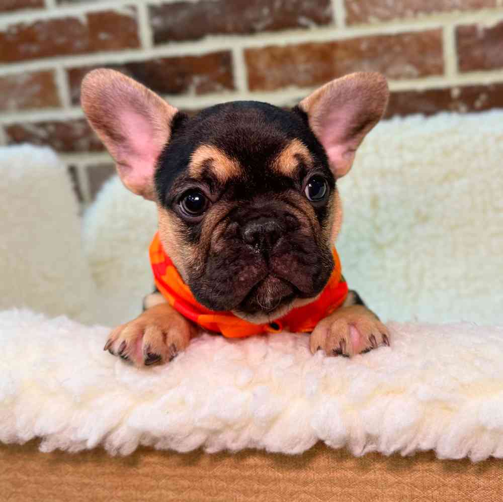 Male French Bulldog puppy for sale at Shake A Paw Union.