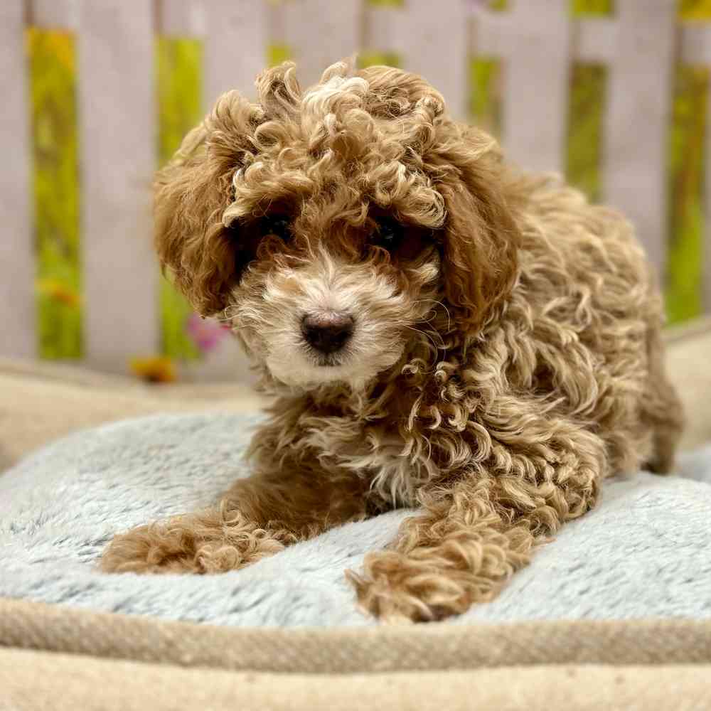 Female Poodle puppy for sale at Shake A Paw Union.
