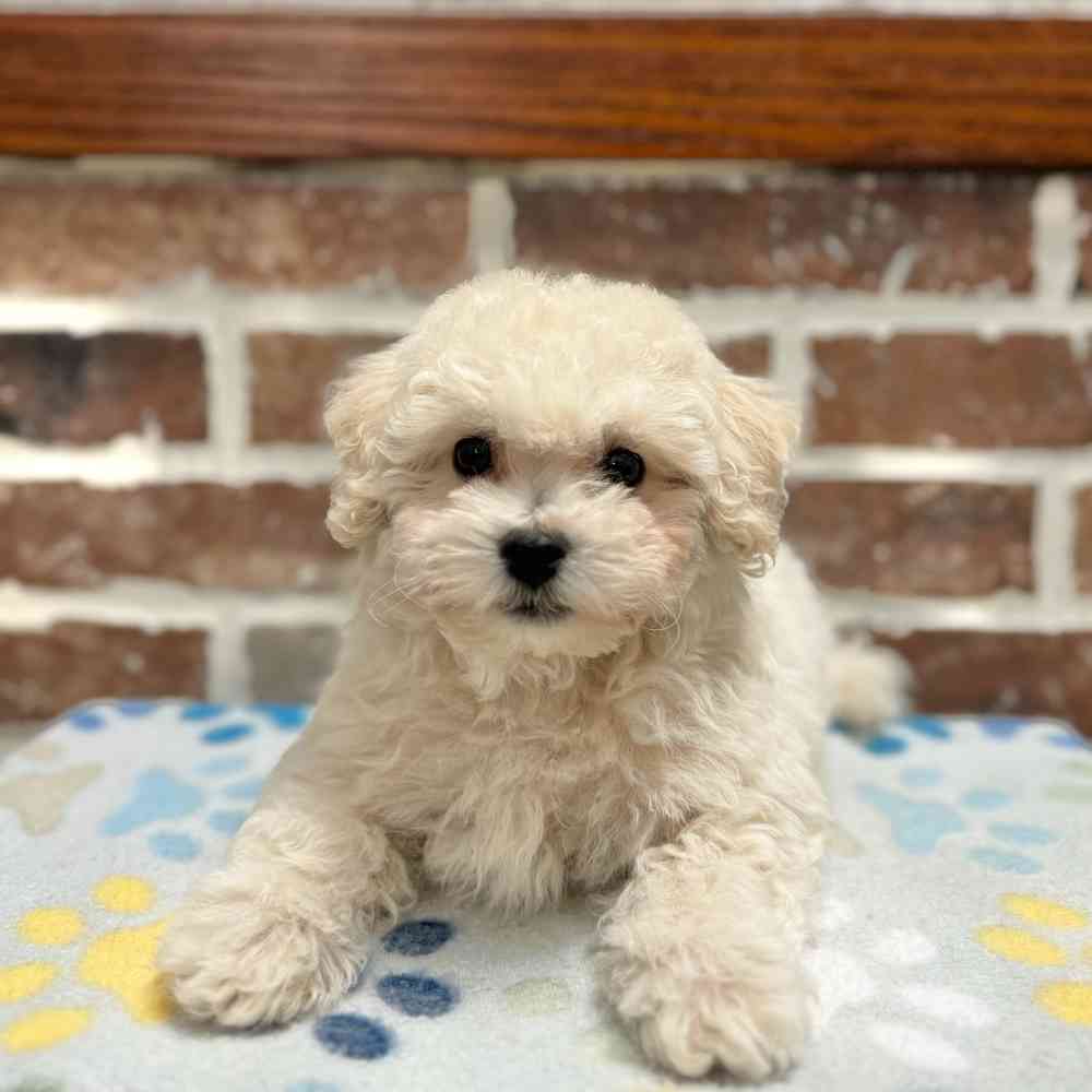 Male Bichon / Poodle puppy for sale at Shake A Paw Green Brook.