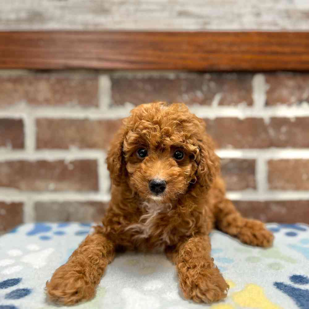 Male Poodle puppy for sale at Shake A Paw Green Brook.