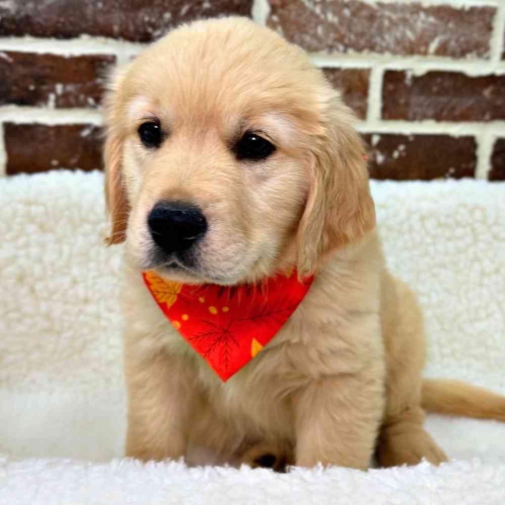 Male Golden Retriever puppy for sale at Shake A Paw Union.
