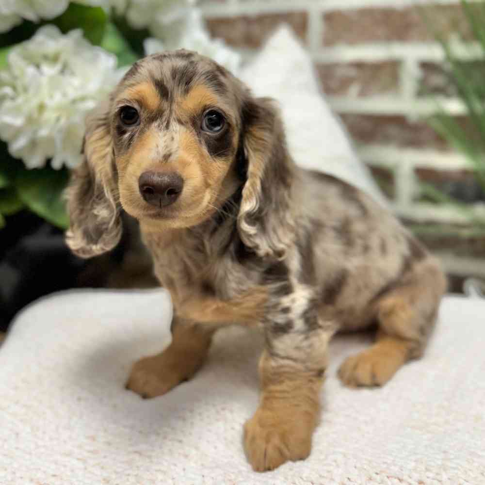 Male Dachshund puppy for sale at Shake A Paw Green Brook.