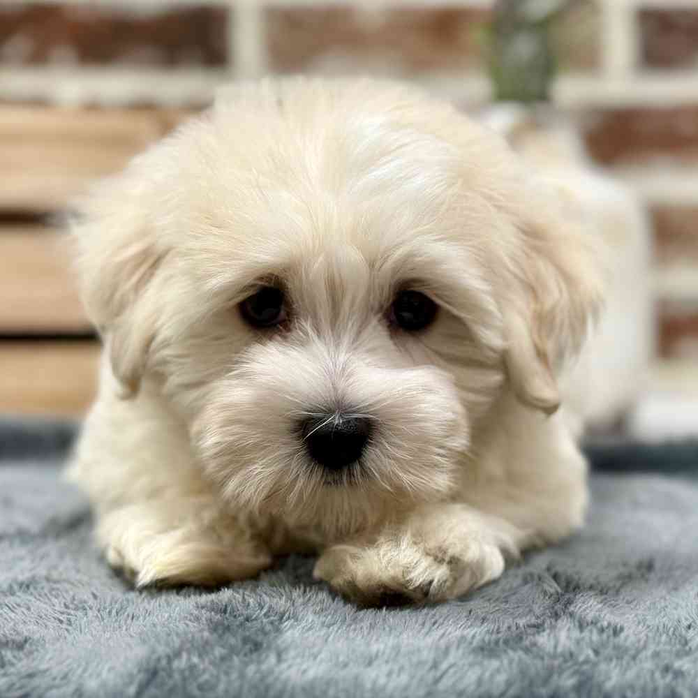 Male Havanese puppy for sale at Shake A Paw Union.