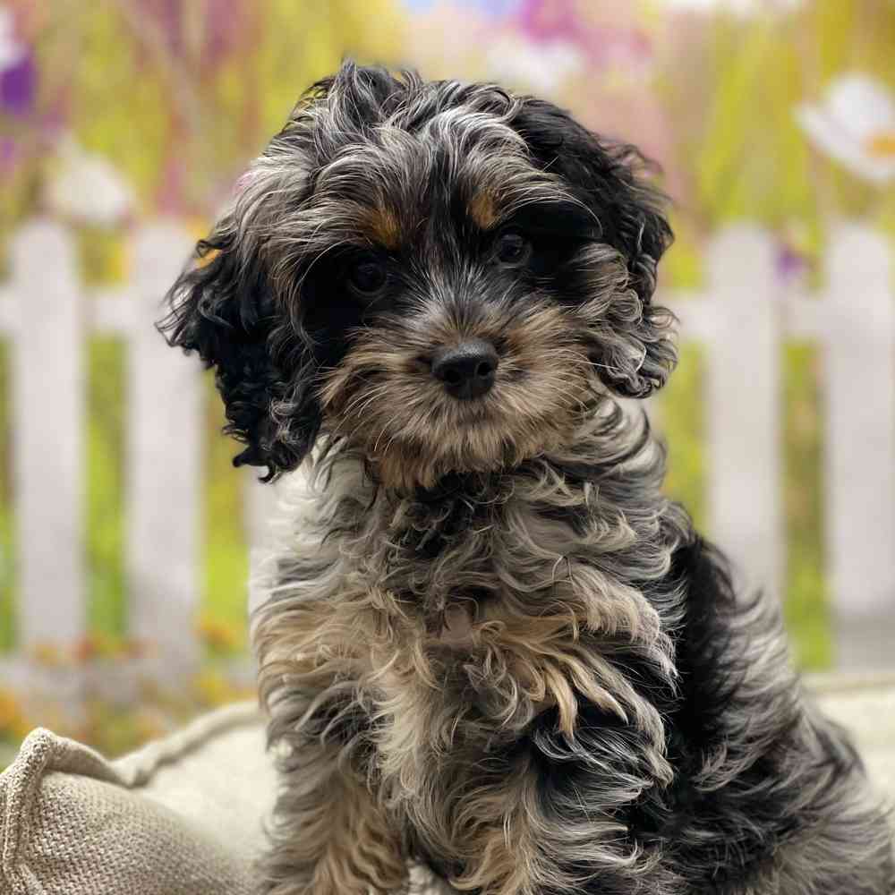 Female Cockapoo puppy for sale at Shake A Paw Union.