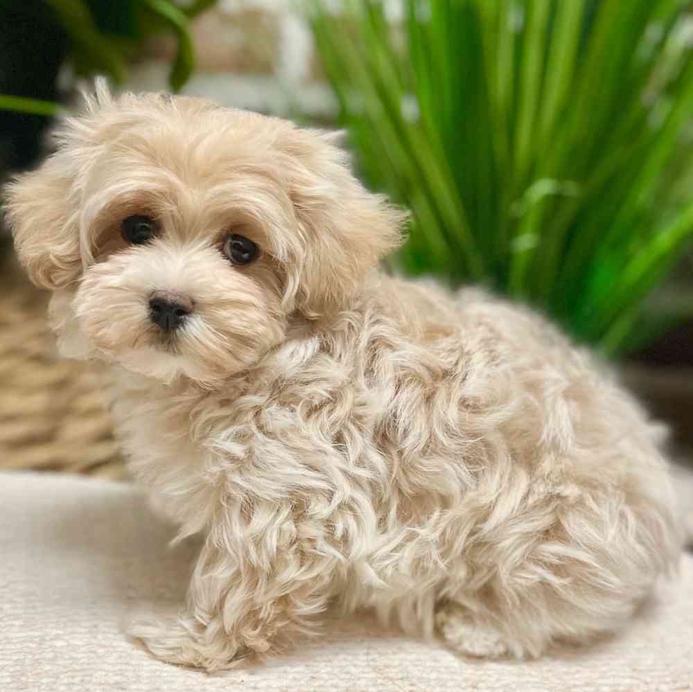Female Maltipoo puppy for sale at Shake A Paw Green Brook.