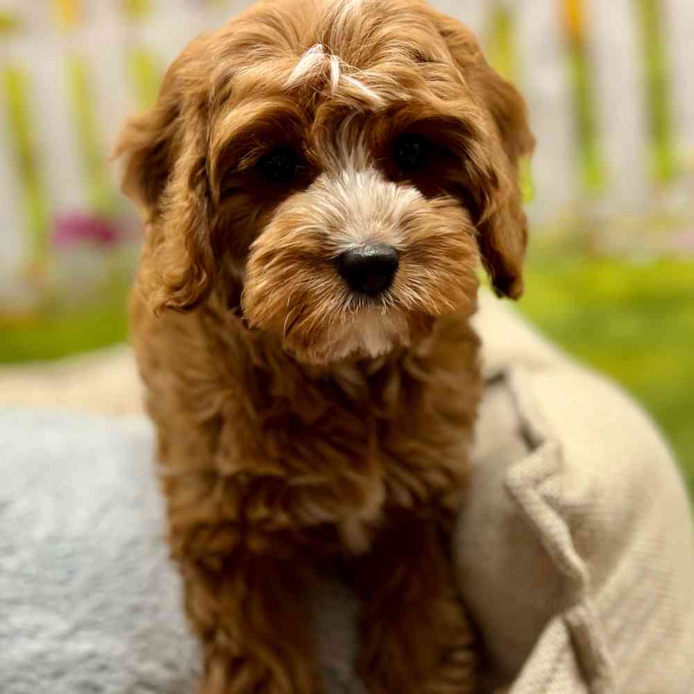 Male Cavapoo puppy for sale at Shake A Paw Union.