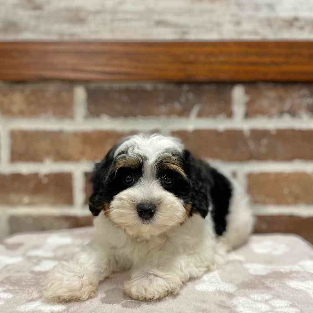 Male Yorkie / Poodle puppy for sale at Shake A Paw Green Brook.