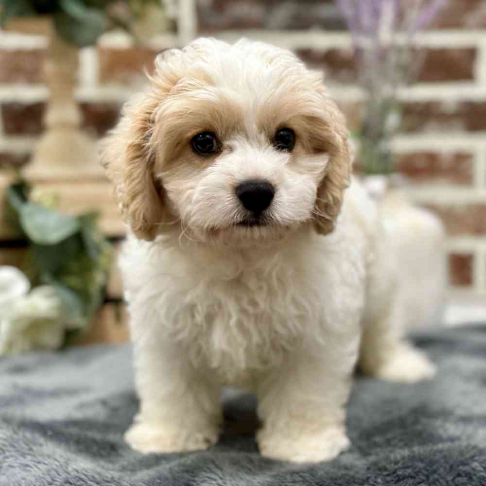 Male Cavachon puppy for sale at Shake A Paw Union.