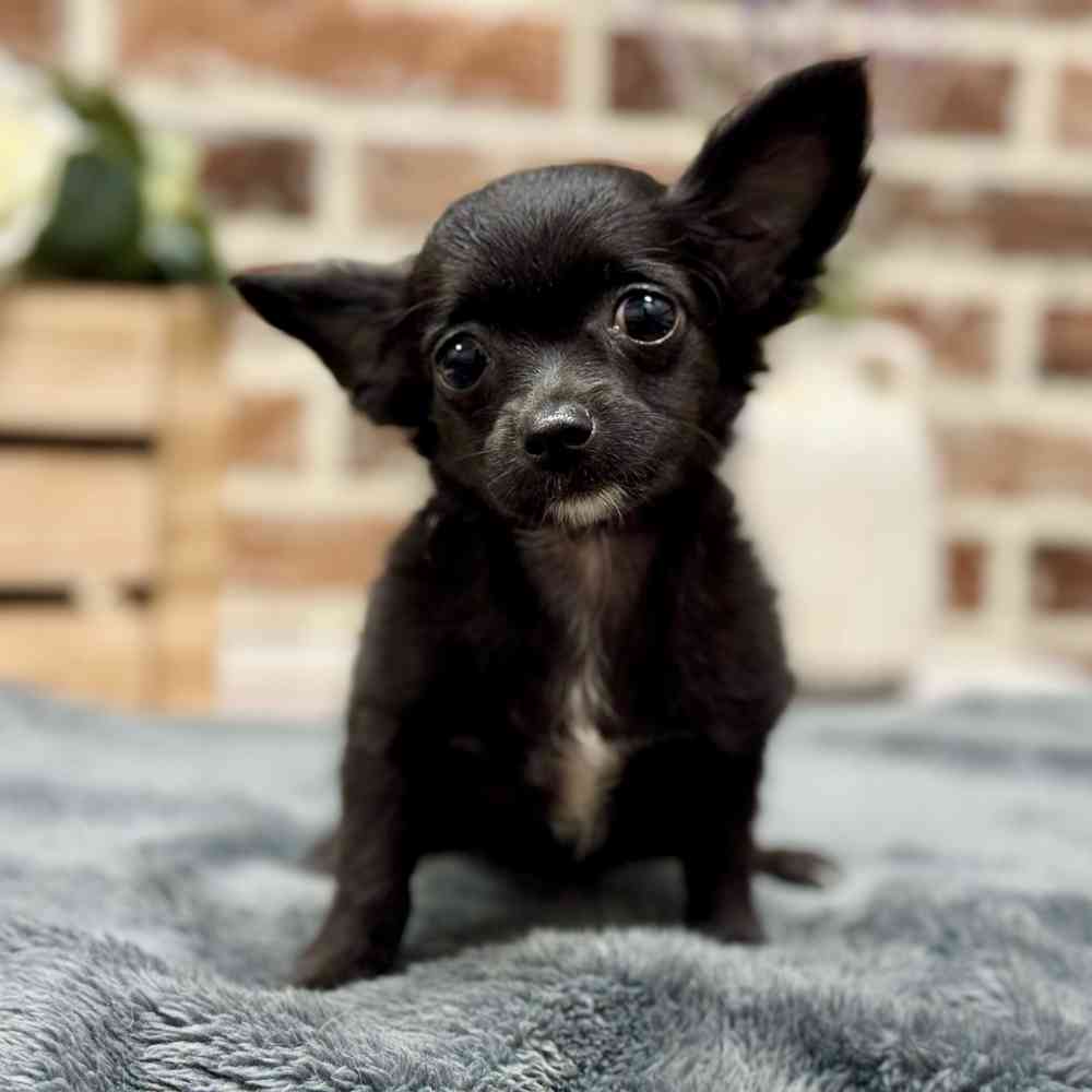 Female Chihuahua puppy for sale at Shake A Paw Union.