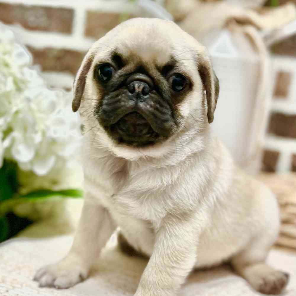 Male Pug puppy for sale at Shake A Paw Green Brook.