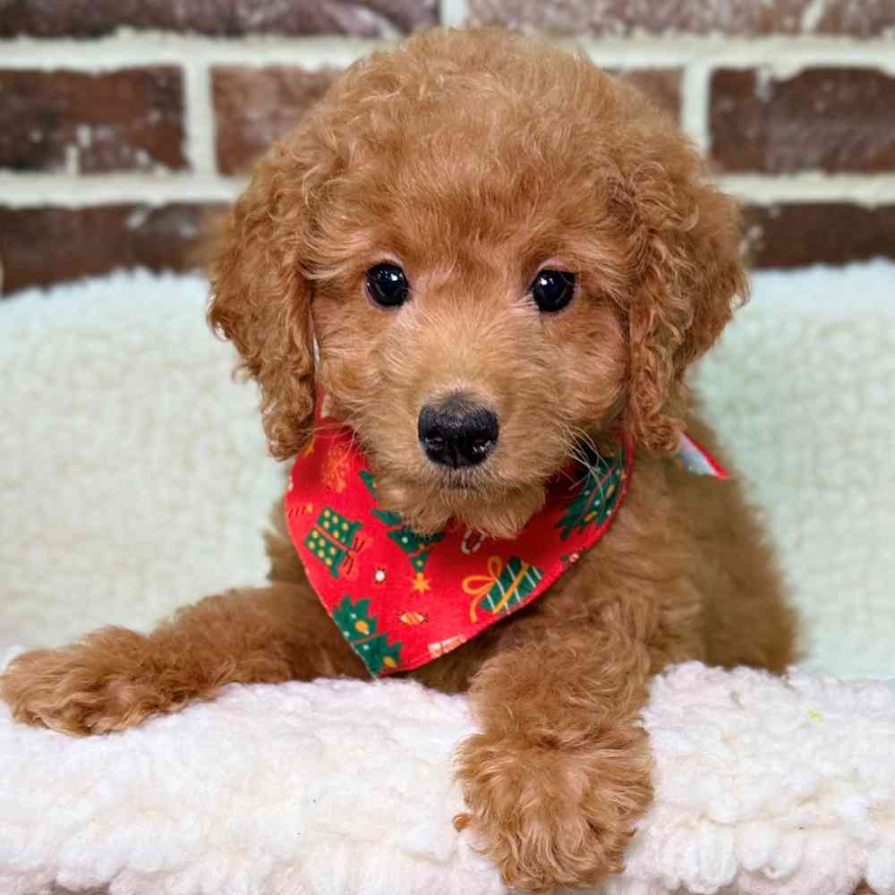 Female Mini Goldendoodle 2Nd Gen puppy for sale at Shake A Paw Union.