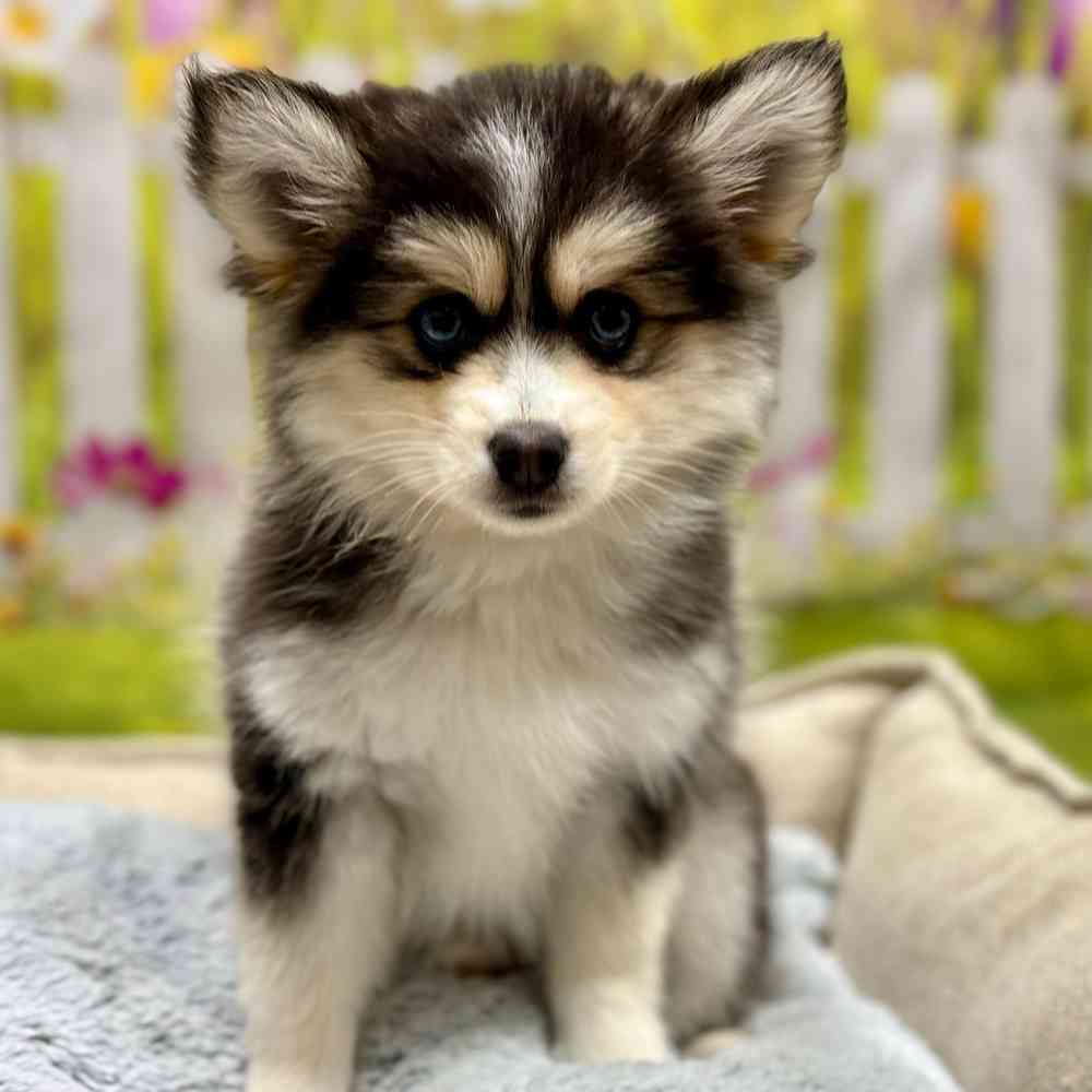Female Pomsky puppy for sale at Shake A Paw Union.