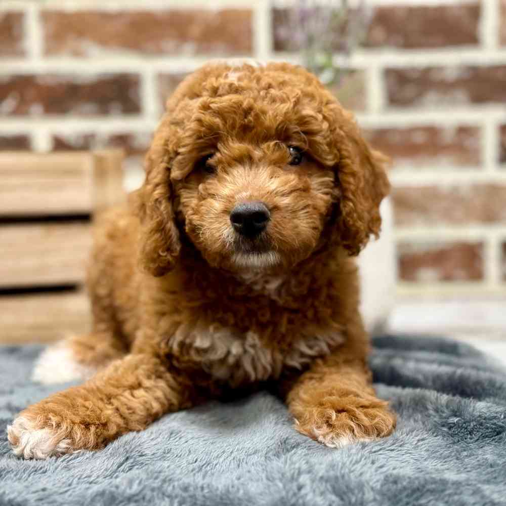 Female Mini Goldendoodle 2Nd Gen puppy for sale at Shake A Paw Union.