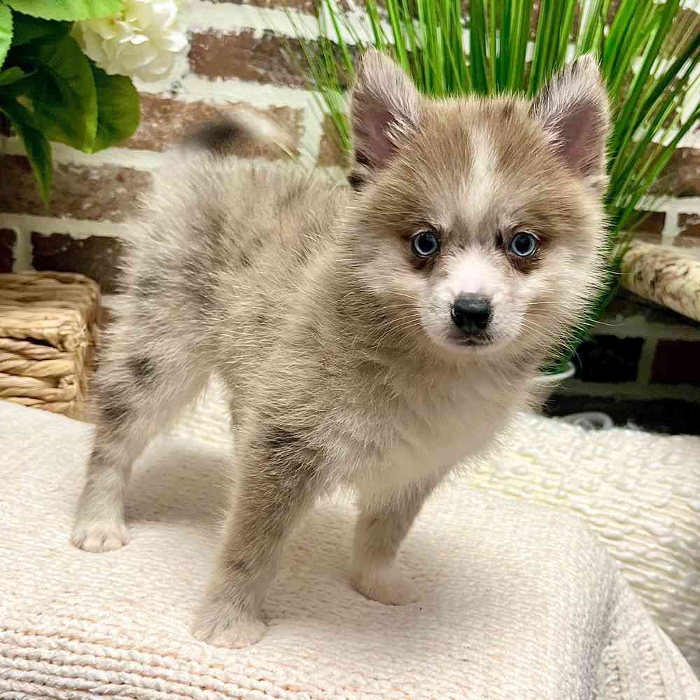 Male Pomsky 2Nd Gen puppy for sale at Shake A Paw Green Brook.