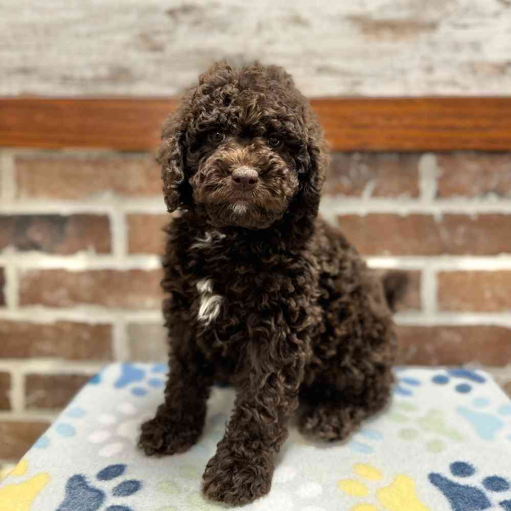 Female Mini Labradoodle 2Nd Gen puppy for sale at Shake A Paw Green Brook.
