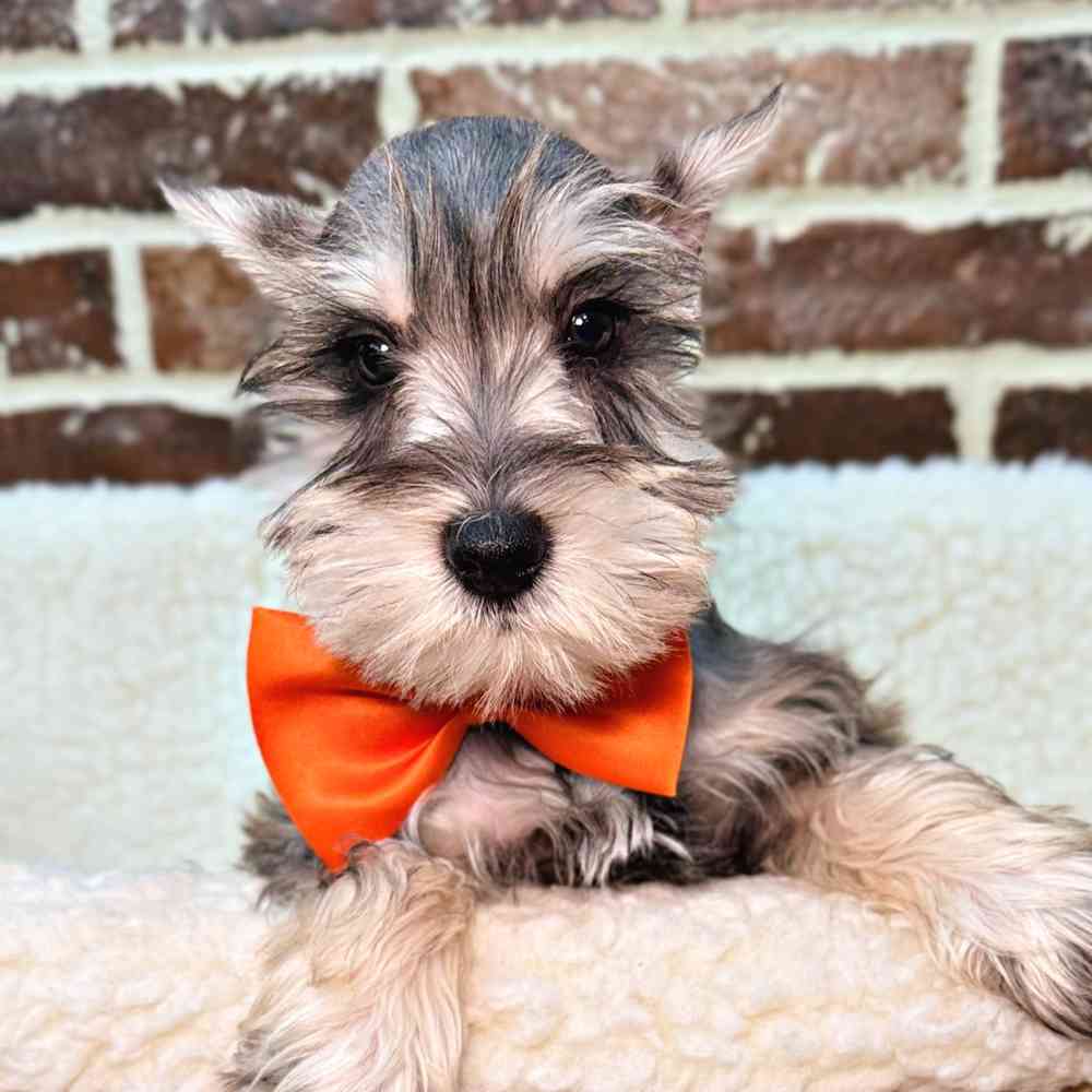Male Mini Schnauzer puppy for sale at Shake A Paw Union.