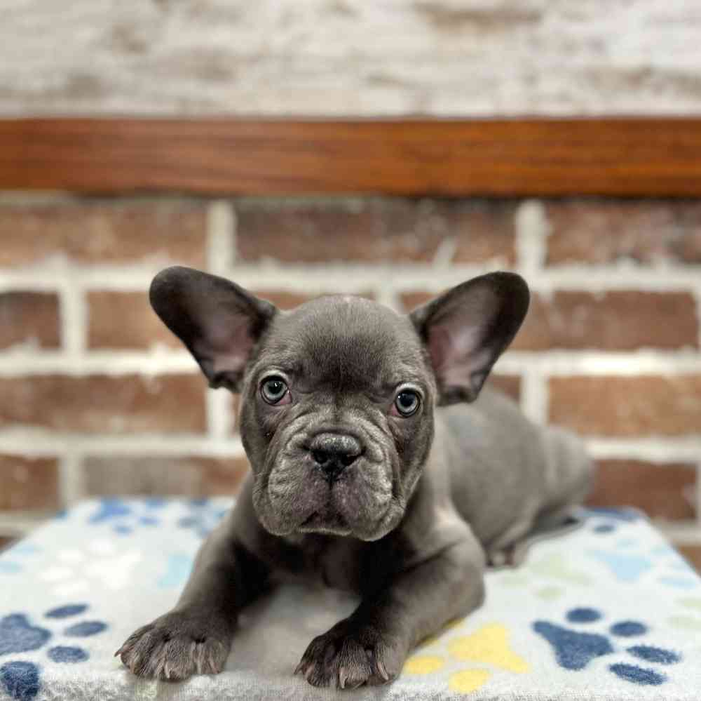Male French Bulldog puppy for sale at Shake A Paw Green Brook.