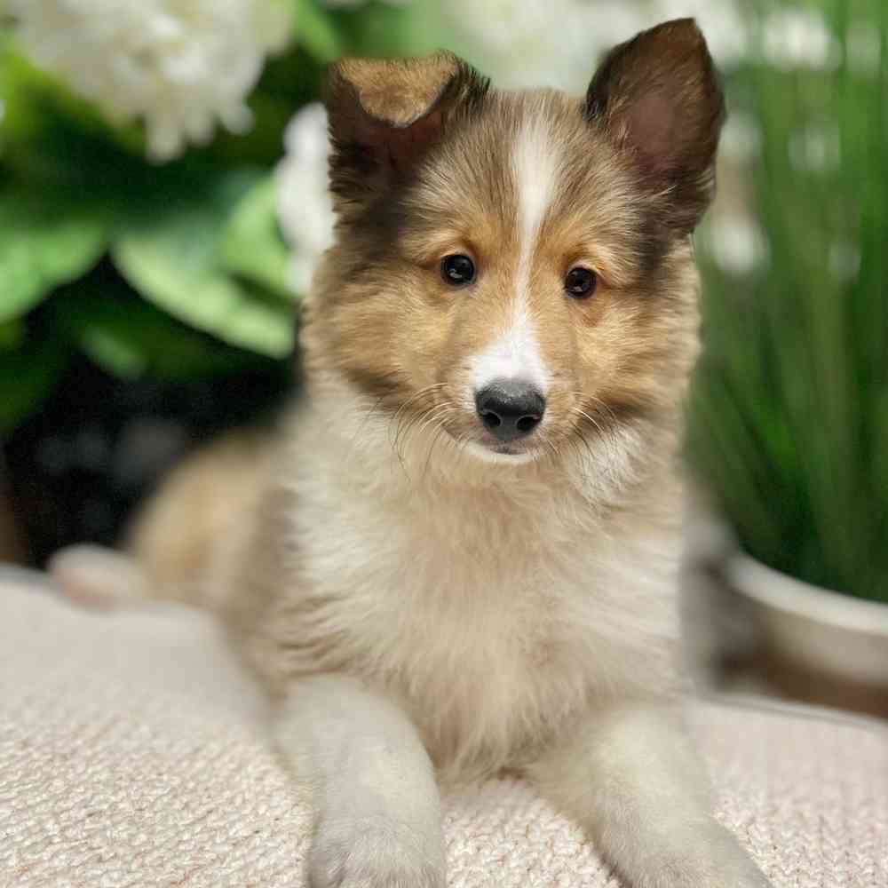 Male Shetland Sheepdog puppy for sale at Shake A Paw Green Brook.