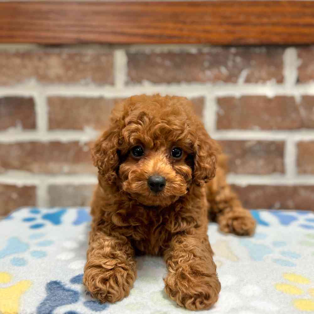 Male Poodle puppy for sale at Shake A Paw Green Brook.