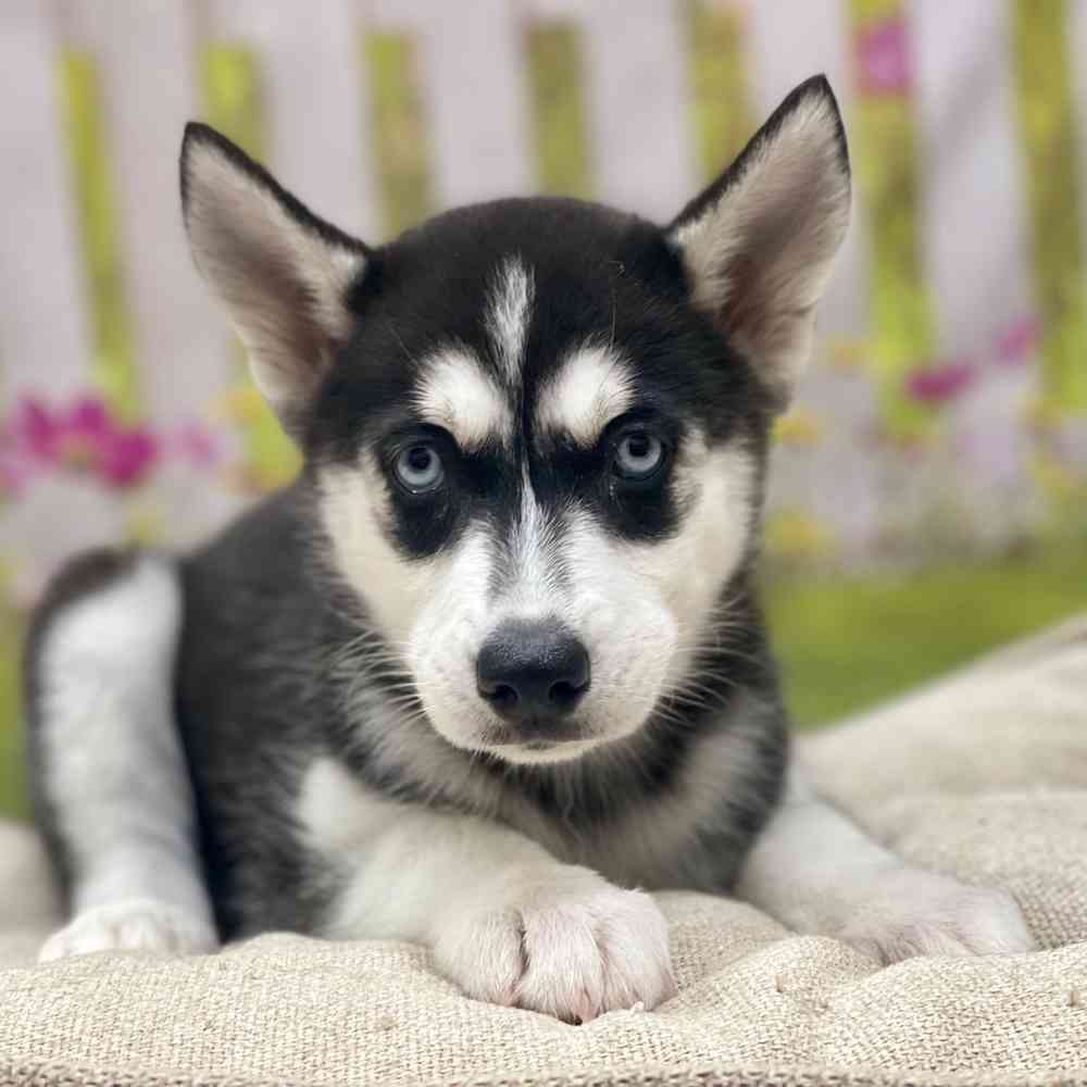 Female Siberian Husky puppy for sale at Shake A Paw Union.
