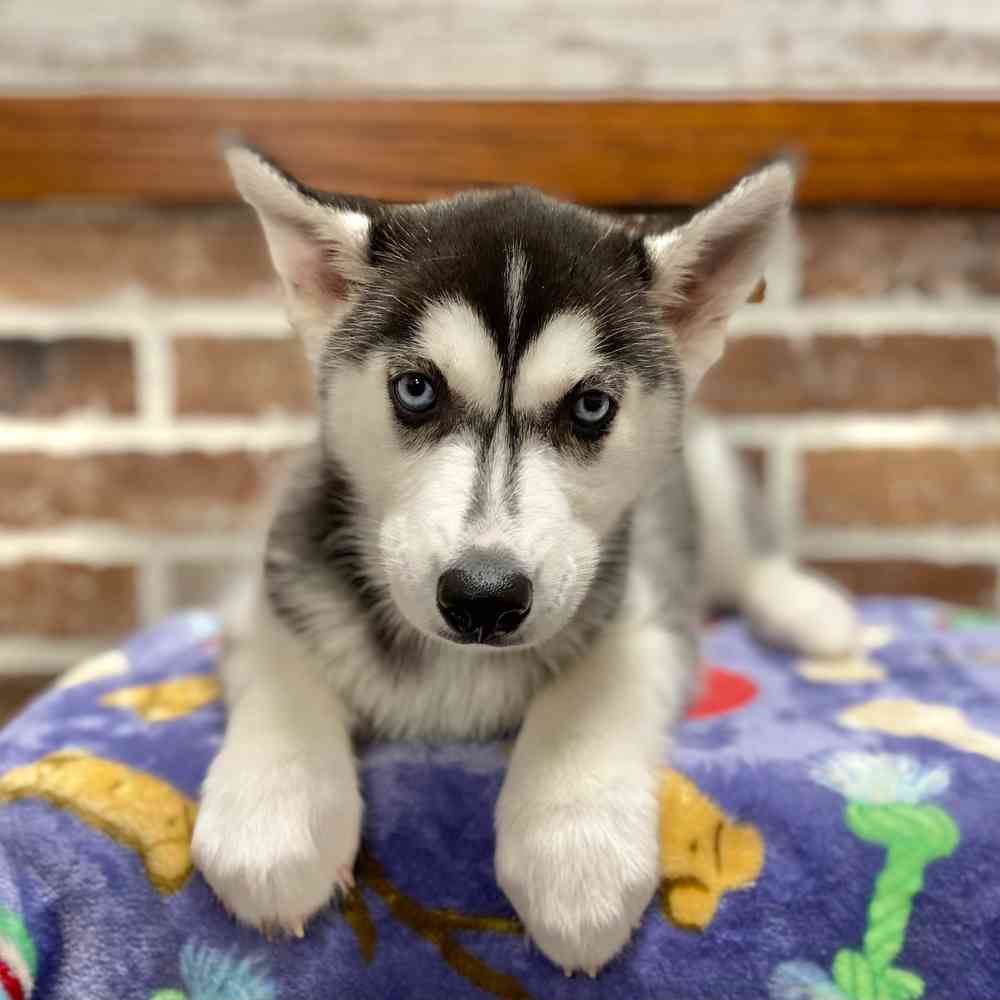 Female Siberian Husky puppy for sale at Shake A Paw Green Brook.