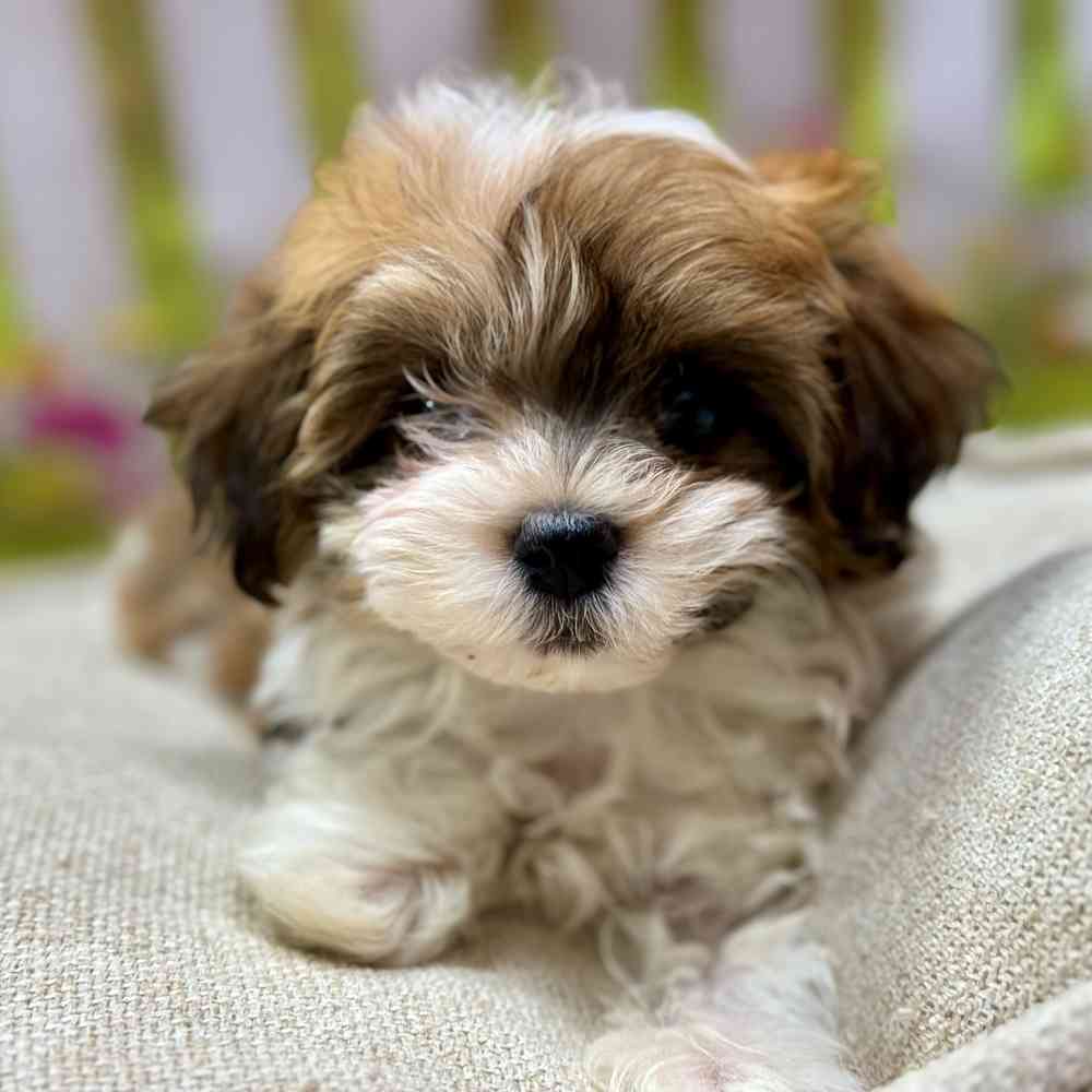 Female Havanese puppy for sale at Shake A Paw Union.