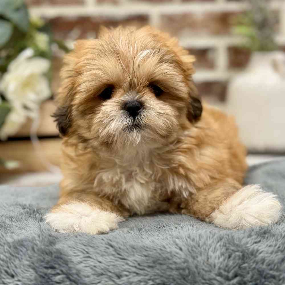 Female Shih Tzu puppy for sale at Shake A Paw Union.