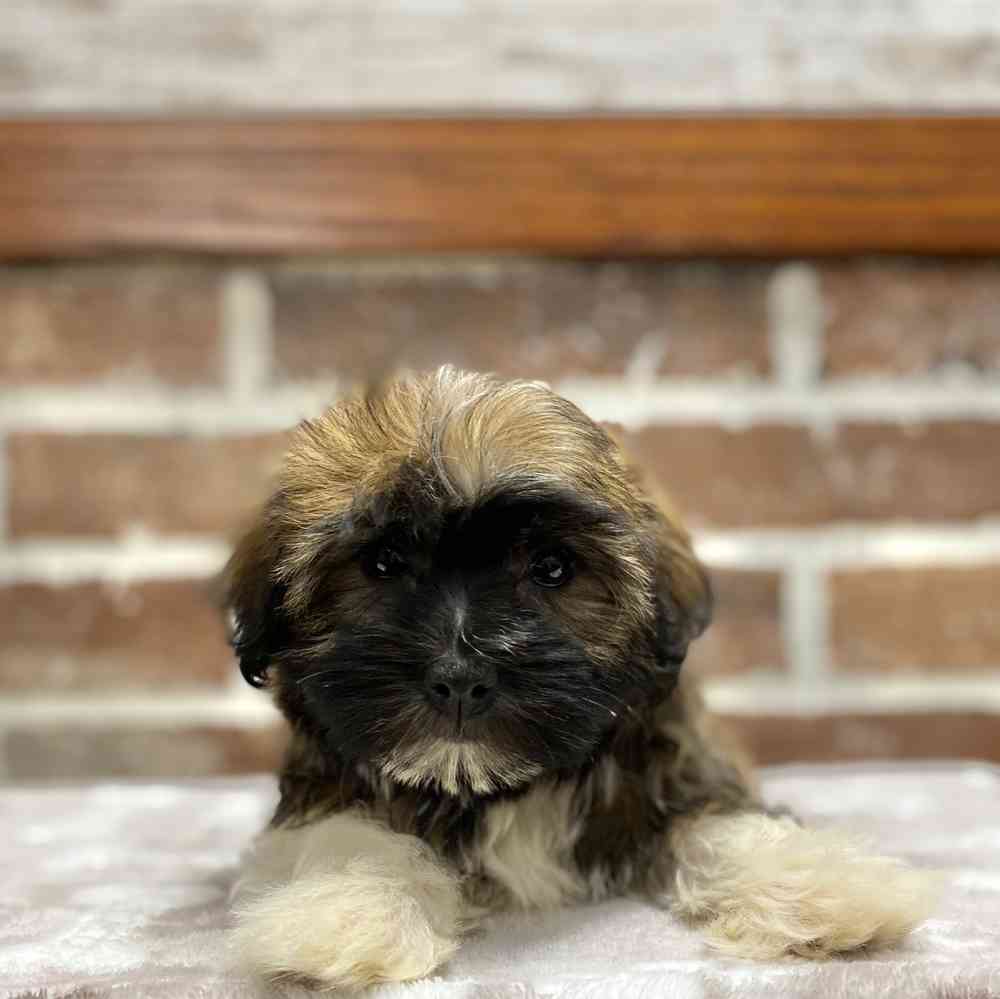 Female Havanese puppy for sale at Shake A Paw Green Brook.