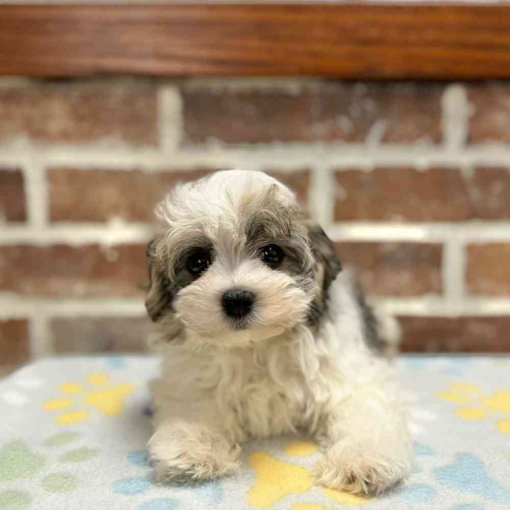 Female Havanese puppy for sale at Shake A Paw Green Brook.