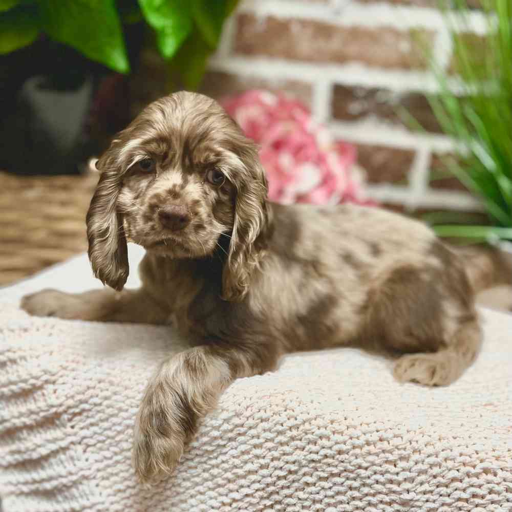 Female Cocker Spaniel puppy for sale at Shake A Paw Green Brook.