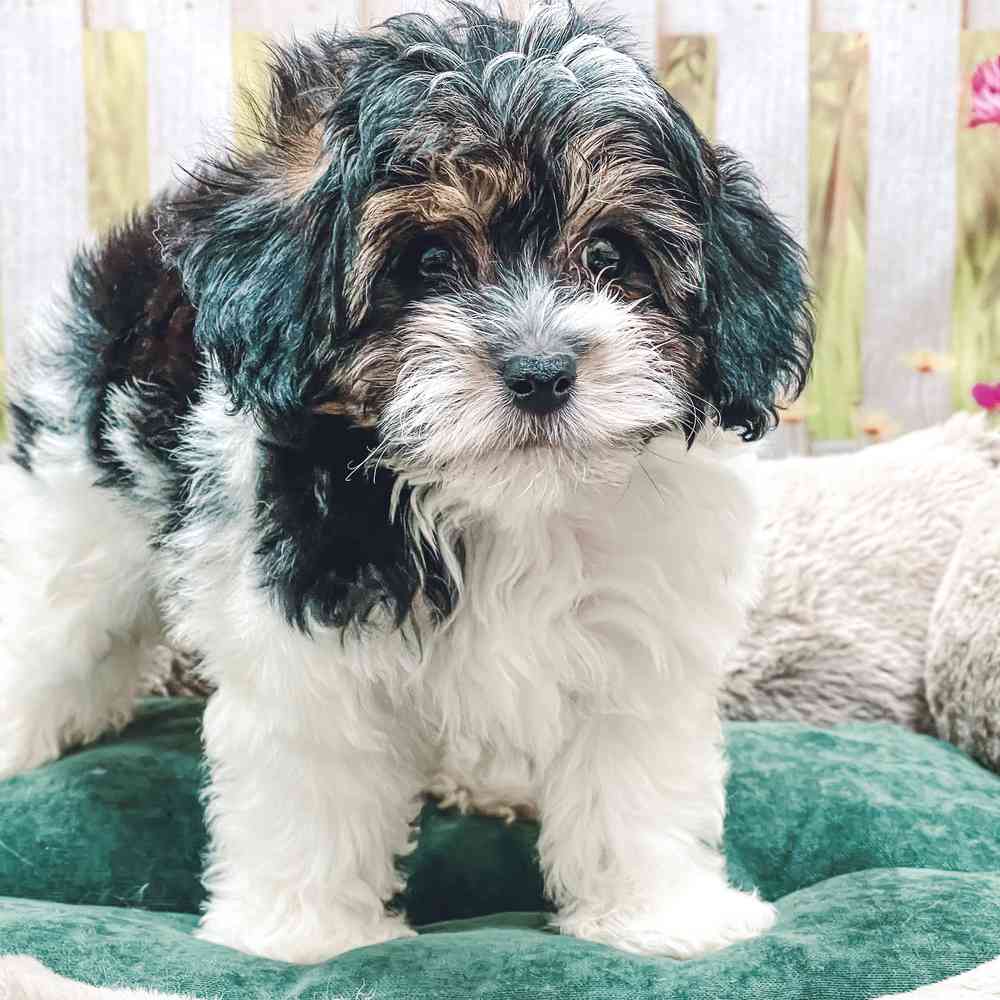 Male Yorkie / Poodle puppy for sale at Shake A Paw Union.