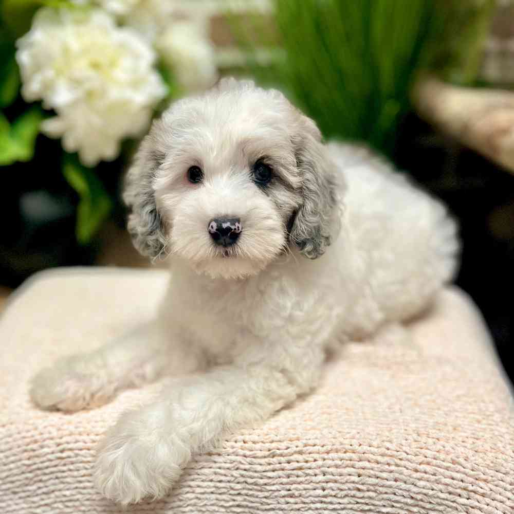 Male Mini Sheepadoodle 2Nd Gen puppy for sale at Shake A Paw Green Brook.