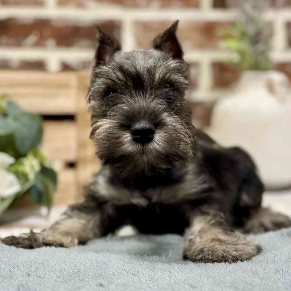 Female Mini Schnauzer puppy for sale at Shake A Paw Union.