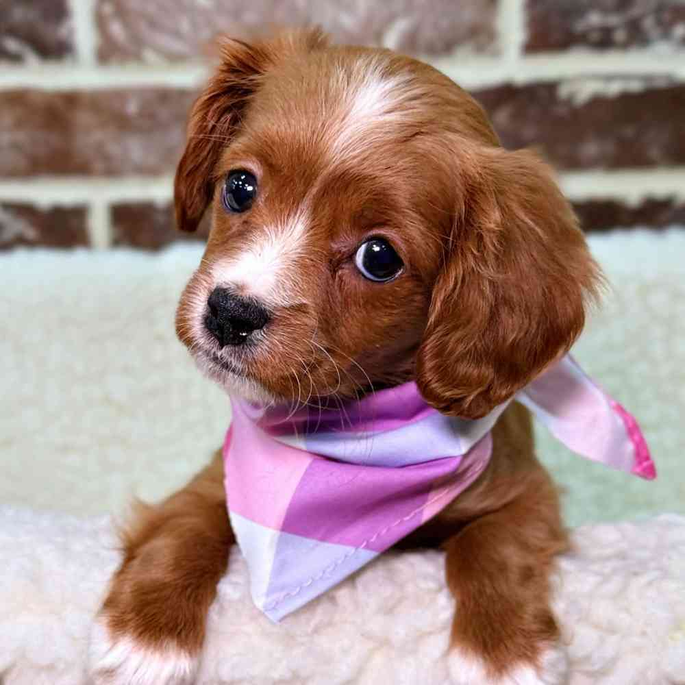 Female Cavapoo puppy for sale at Shake A Paw Union.