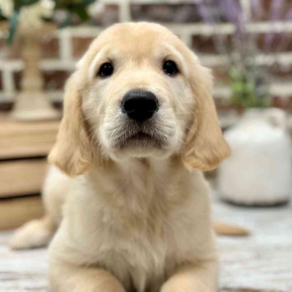 Male Golden Retriever puppy for sale at Shake A Paw Union.