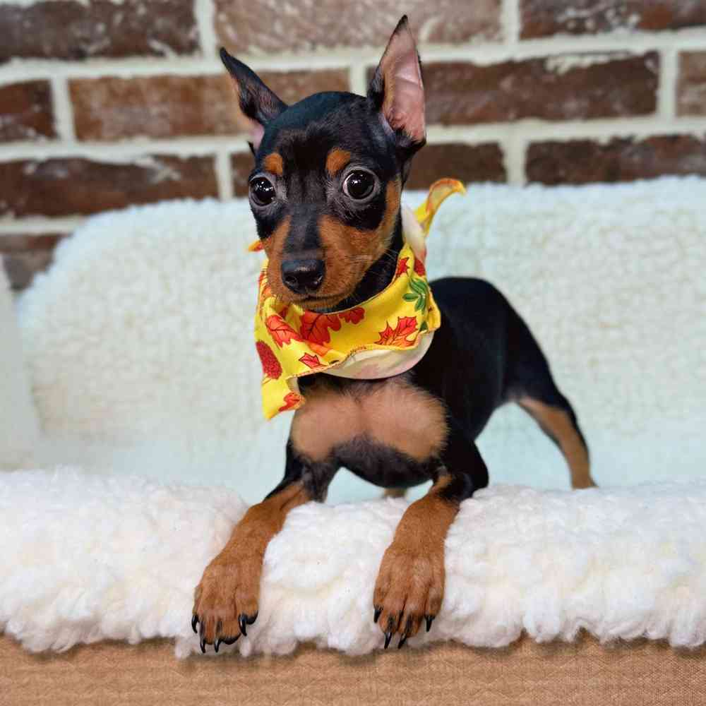 Female Miniature Pinscher puppy for sale at Shake A Paw Union.