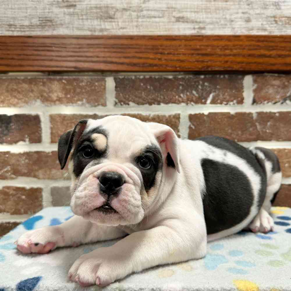 Female English Bulldog puppy for sale at Shake A Paw Green Brook.