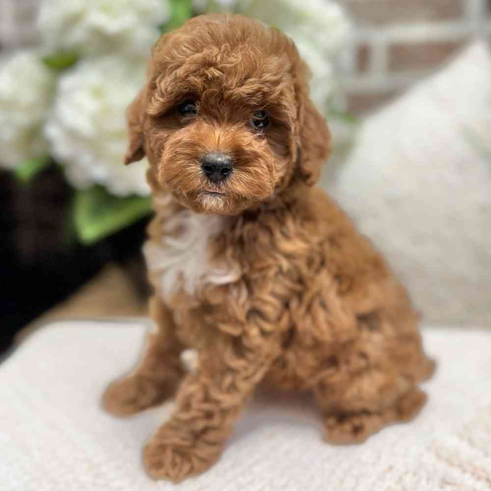 Female Poodle puppy for sale at Shake A Paw Green Brook.